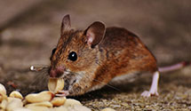 24 Hour & Emergency Exterminators in Wilsonia, CA